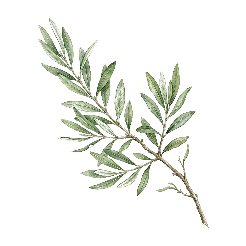 Botanical Leaf Branch